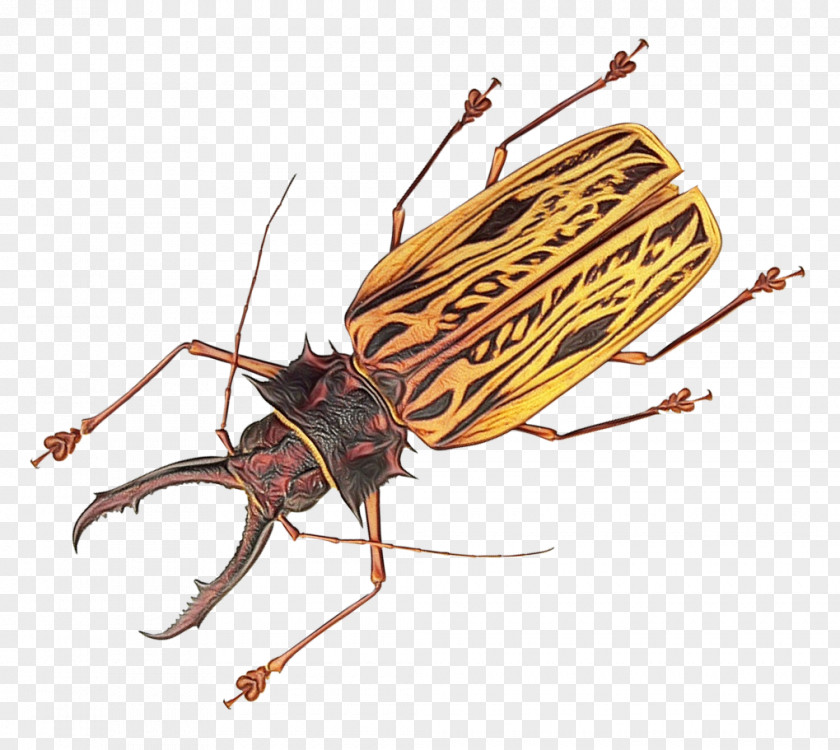 Cockroach Insects Brown-banded Pest Stx Eu.tm Energy Nr Dl PNG