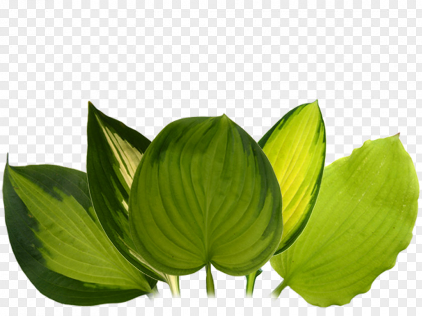 Leaf Green Flower PNG