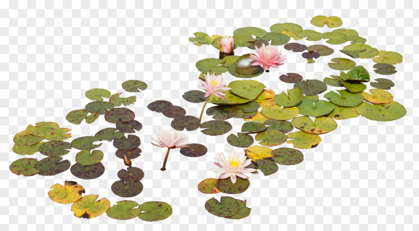 Lotus Nelumbo Nucifera Leaf Effect PNG