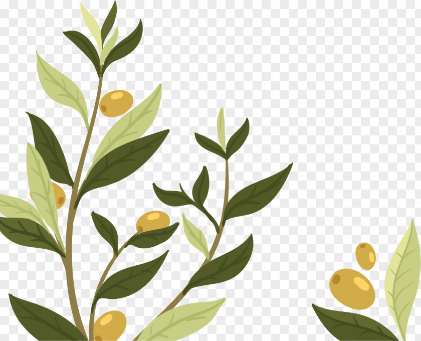 Natural Plant Olive Wedding Invitation Leaf Branch PNG