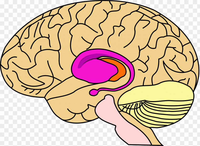 Brain Basal Ganglia Ganglion Anatomy Nucleus PNG