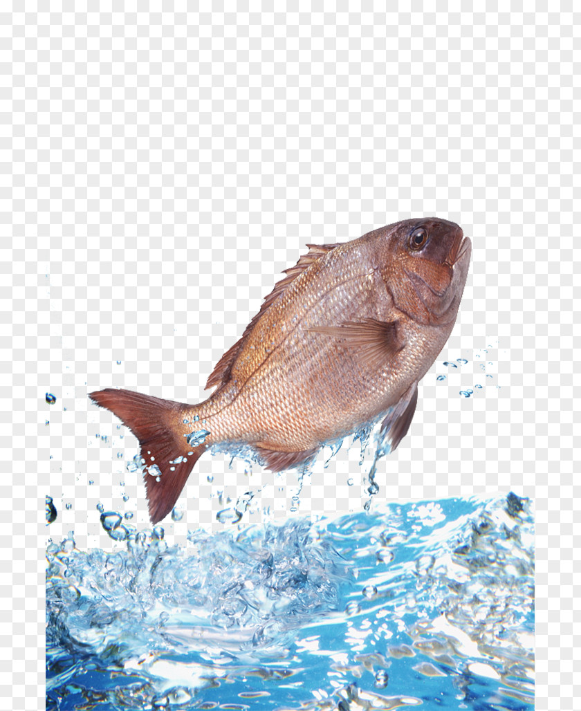 Bream Jumped Out Of The Water Fish Clip Art PNG