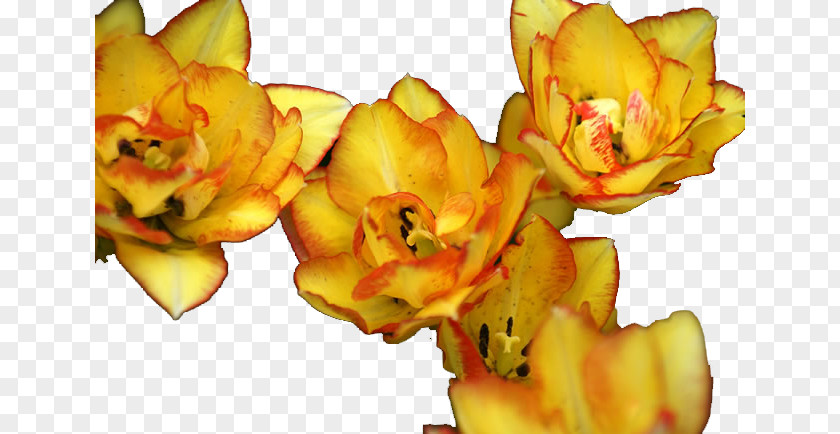 Crimping Yellow Tulips Image Tulip Flower PNG