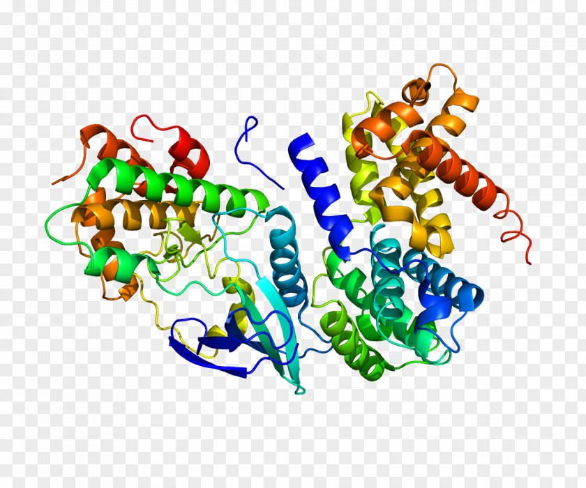 Cyclin D1 Cyclin-dependent Kinase Cell Cycle PNG