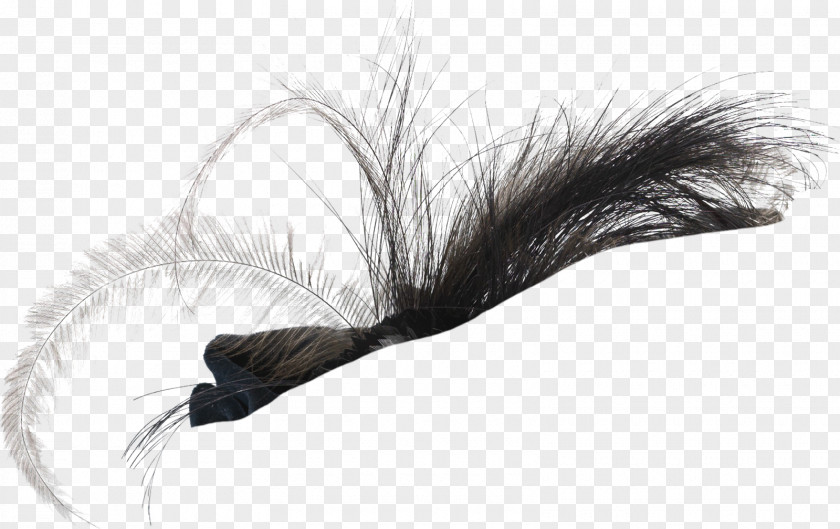 Feather White PNG