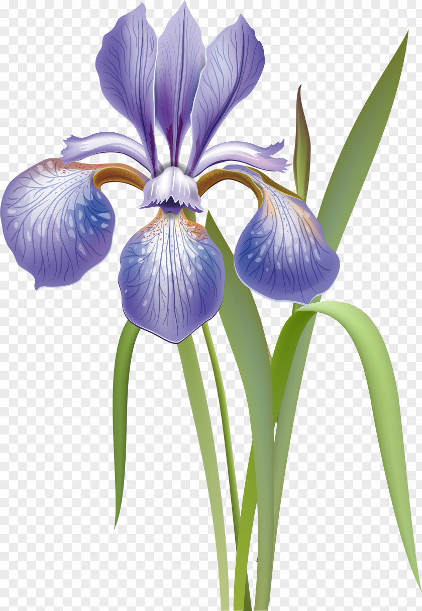 Flower Iris Versicolor Orris Root PNG