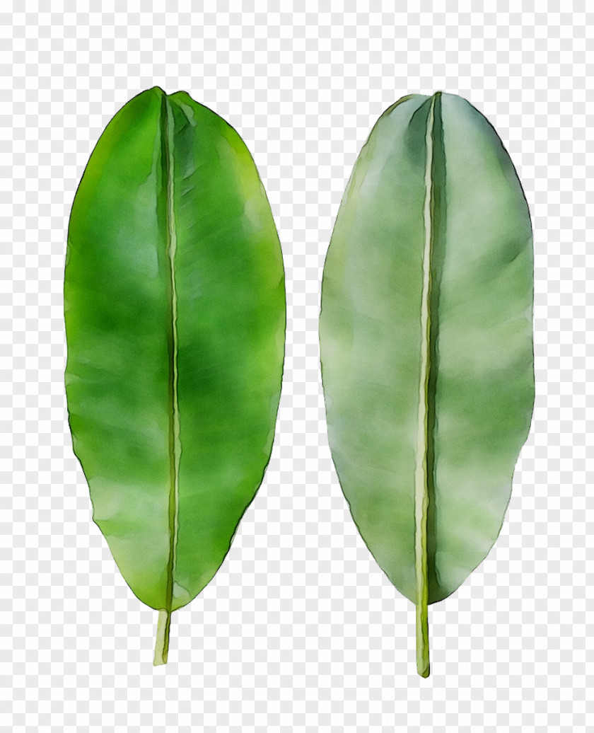 Fruit Plant Stem Leaf PNG