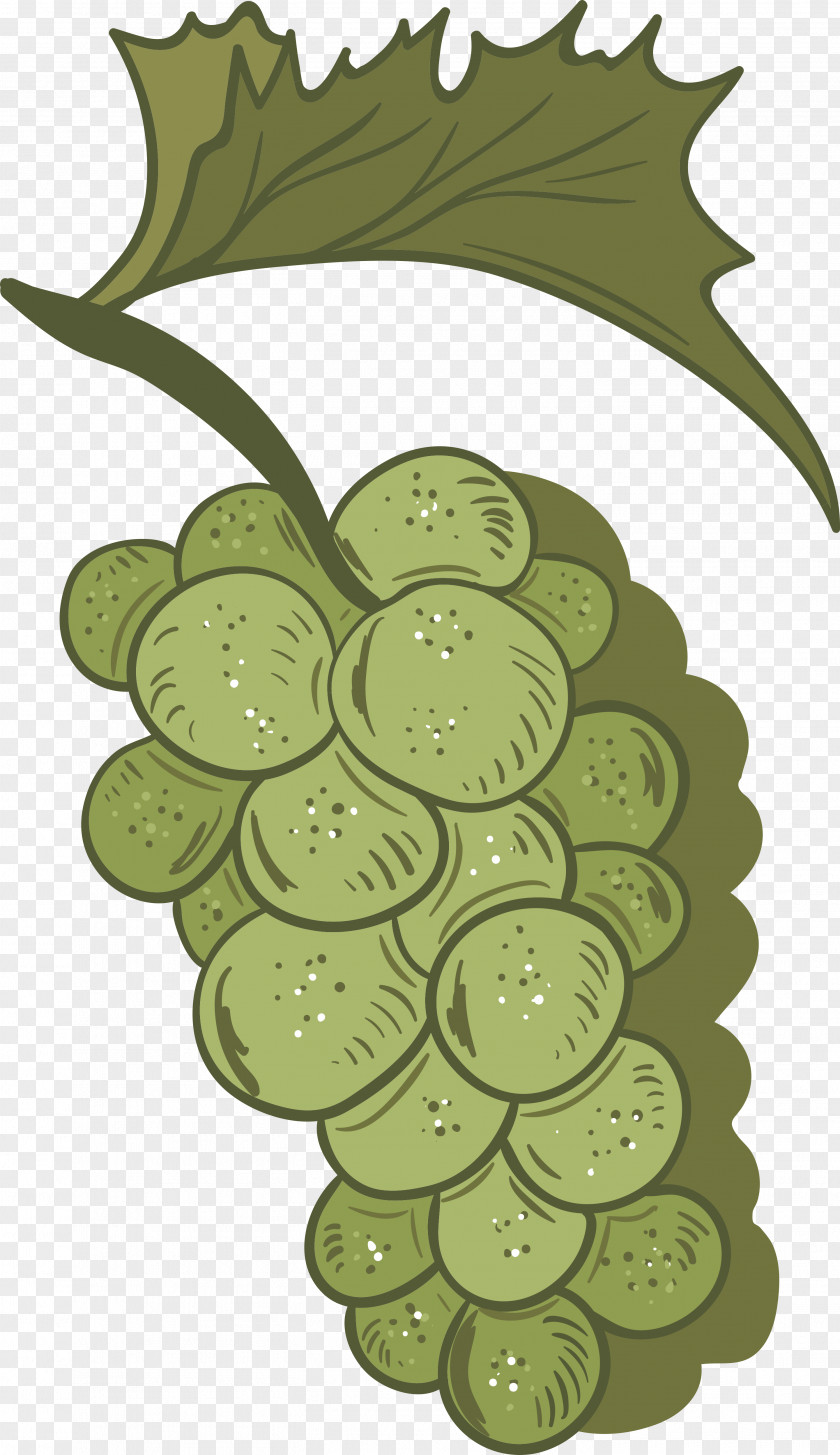 Hand-painted Grapes Grape Vecteur Fruit PNG