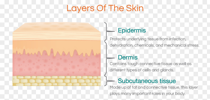 Human Skin Epidermis Skeleton PNG