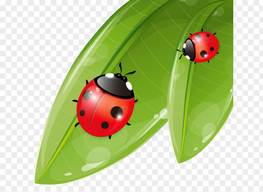 Ladybug Coccinella Septempunctata Ladybird Cartoon Illustration PNG