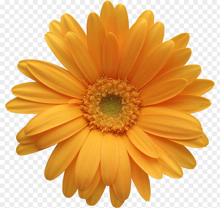 Orange Gerber Daisy Clipart Transvaal Common IStock Clip Art PNG