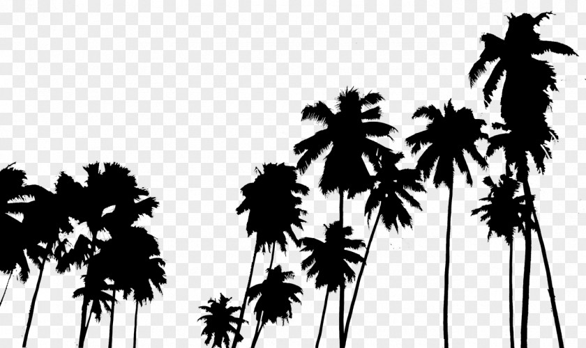 Palm Tree Arecaceae Plant PNG