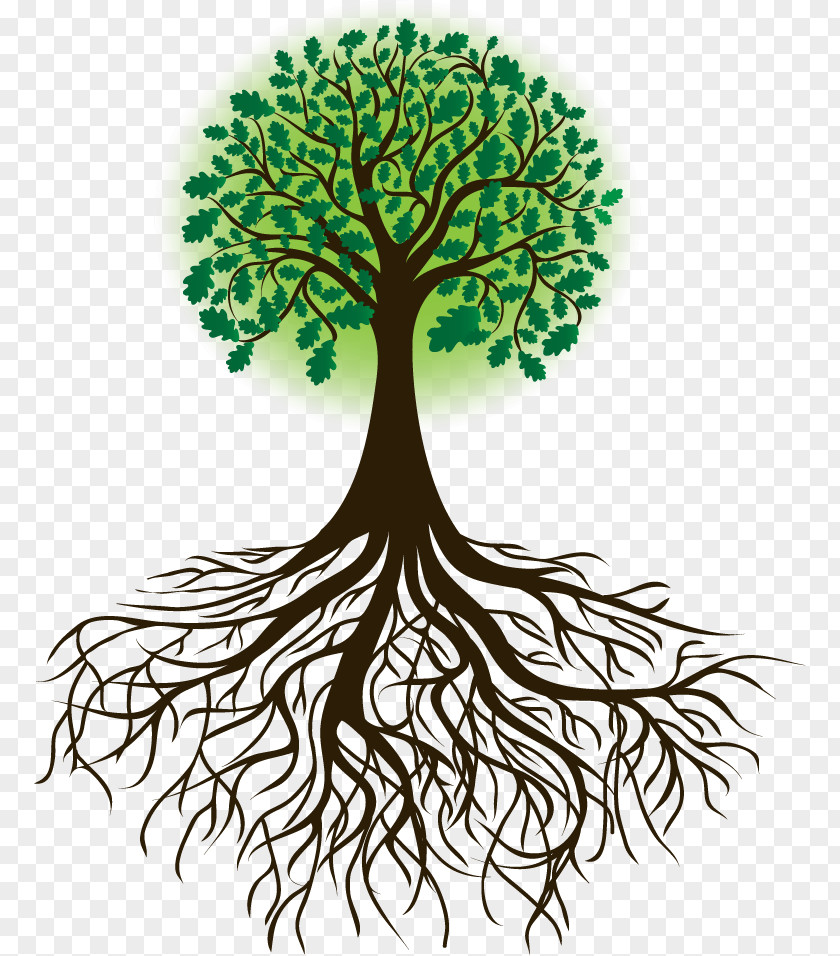 Tree Drawing Root Royalty-free PNG