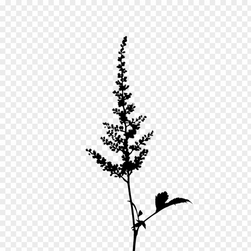 Twig Pine Plant Stem Leaf Font PNG