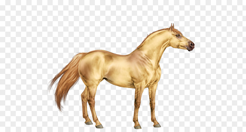 Appaloosa Horse Head Stall Mustang Pony Mane Stallion PNG