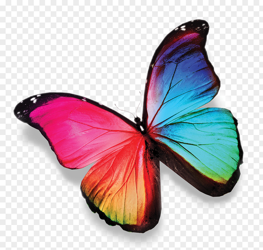 Butterfly Stock Photography Coloring Book Image PNG