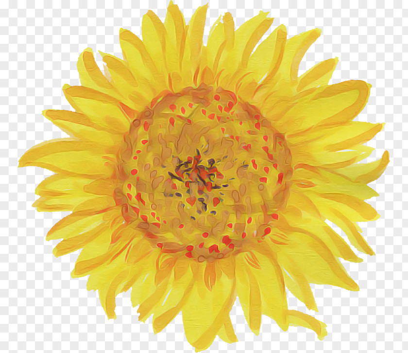 Cut Flowers Sunflower PNG