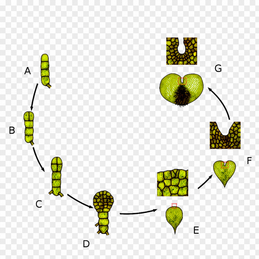 Development Cycle Leaf Prothallium Biological Life Sporophyte Vascular Plant PNG