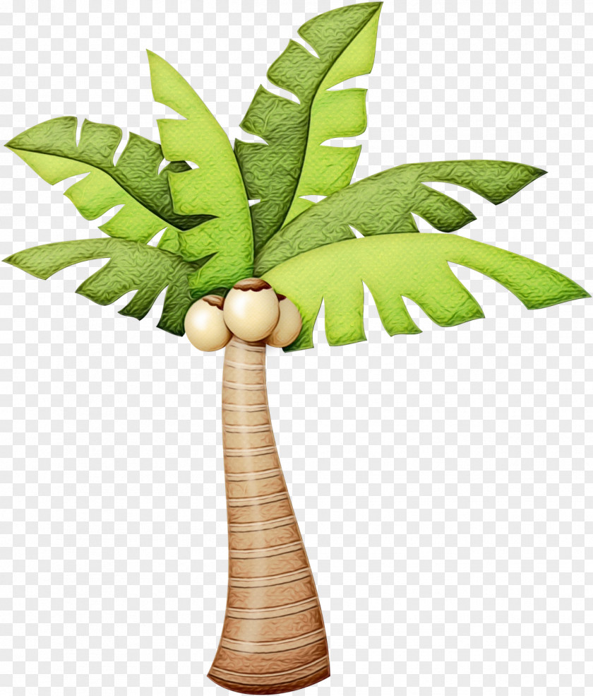 Fern Vascular Plant Coconut Leaf Drawing PNG