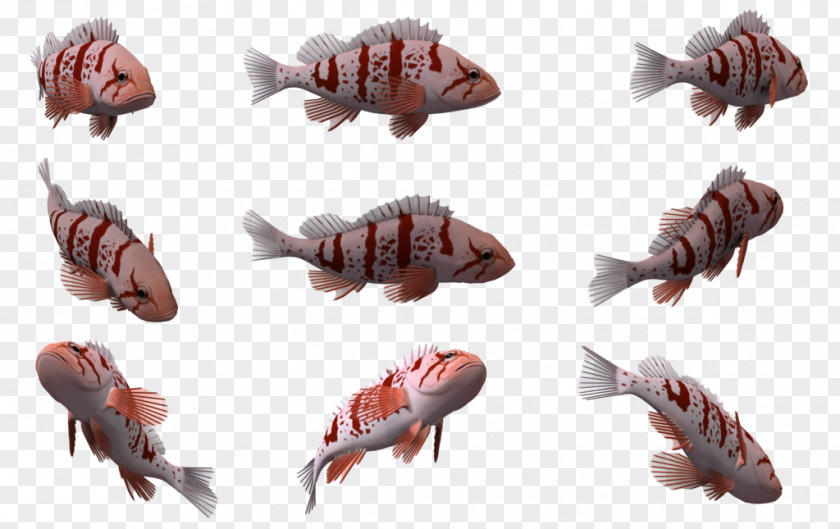 Fish Marine Mammal Biology PNG