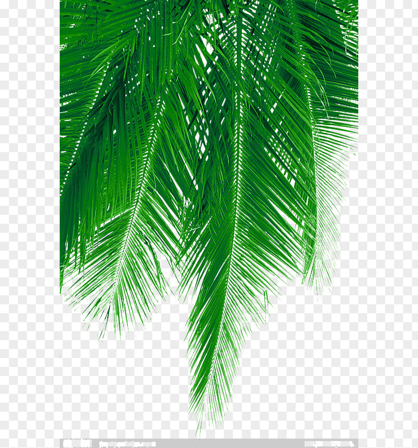 Fresh Coconut Leaves Picture Material Arecaceae Leaf Green PNG