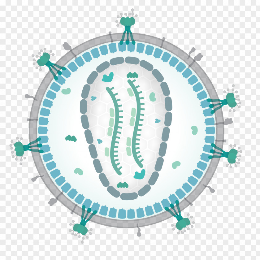 Longevity HIV AIDS Human T-lymphotropic Virus Viral Replication PNG