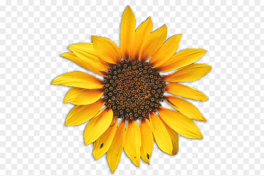 Suculent Common Sunflower Drawing Clip Art PNG