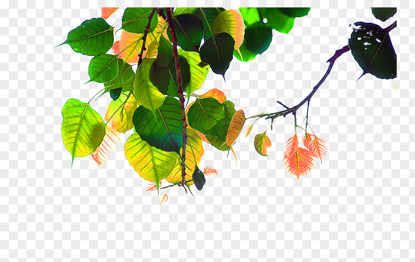 Bodhi Tree Leaves Material PNG tree leaves material clipart PNG