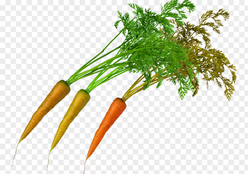 Carrots With Green Carrot Superfood Leaf Vegetable Local Food PNG