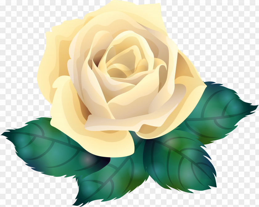 Flower Garden Roses Centifolia Clip Art PNG