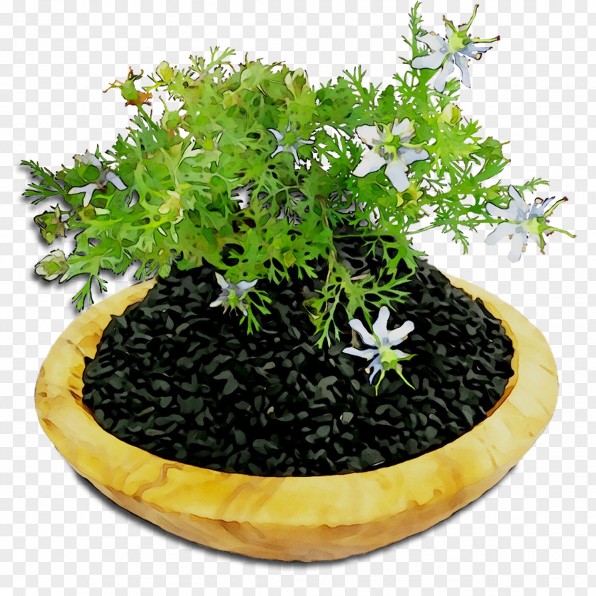 Flowerpot Herb Houseplant PNG