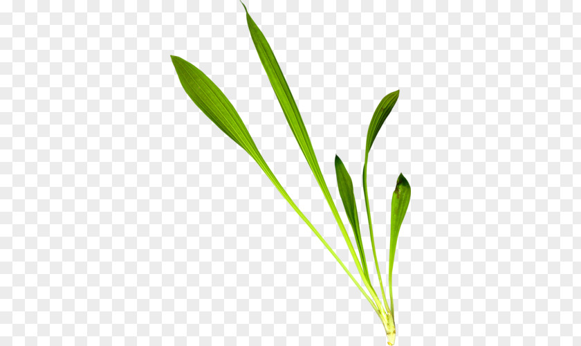 Leaf Grasses Plant Stem Flower Family PNG