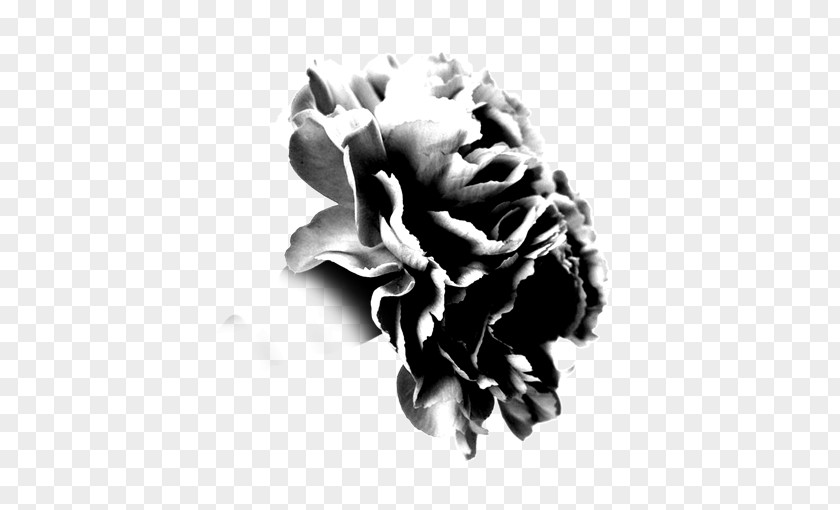 Peony Black And White Moutan PNG