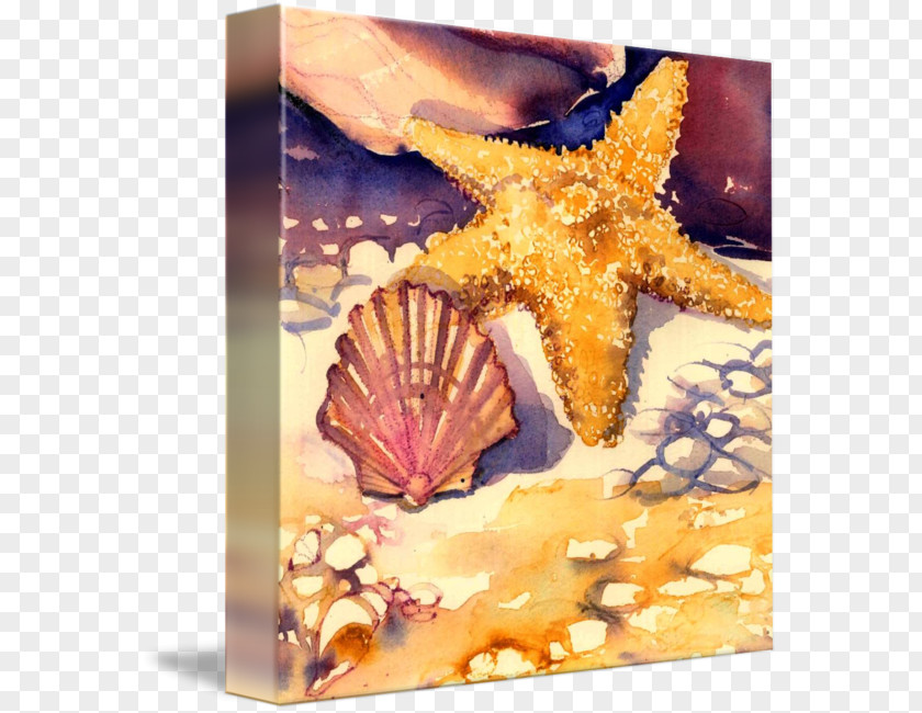 Shells And Starfish Seashell PNG