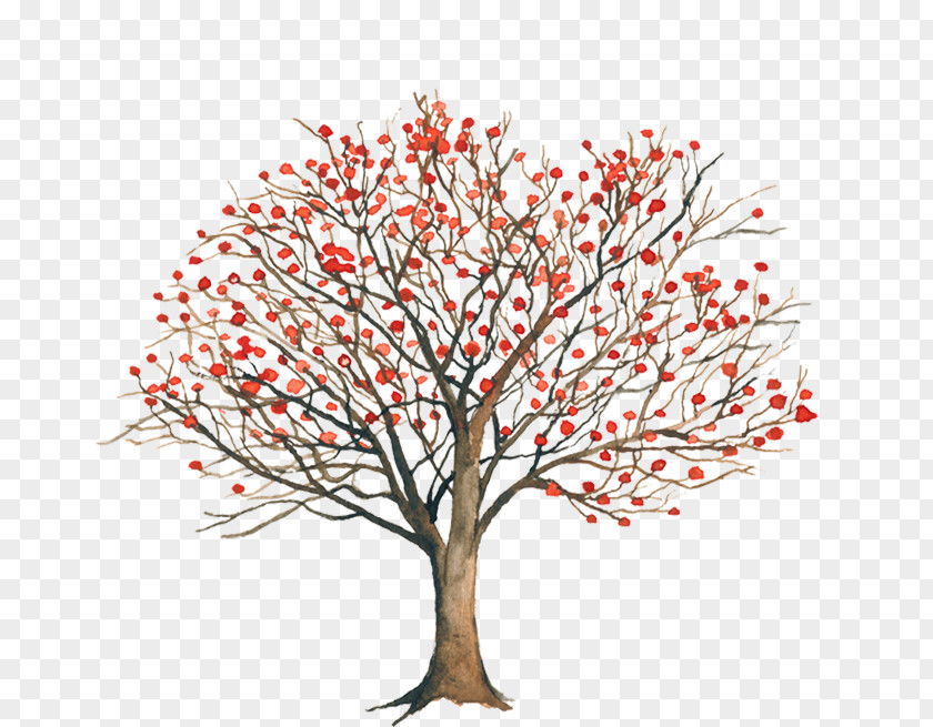 Tree Erythrina Coralloides Twig Americana Variegata PNG