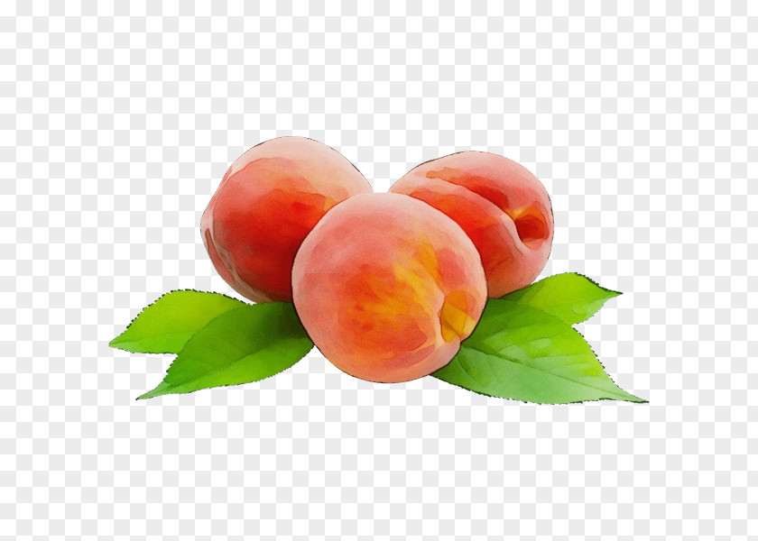 Tulip Nectarines Saturn Background PNG