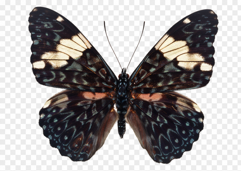 Butterfly Julia Apatura Hamadryas Amphinome Arinome PNG
