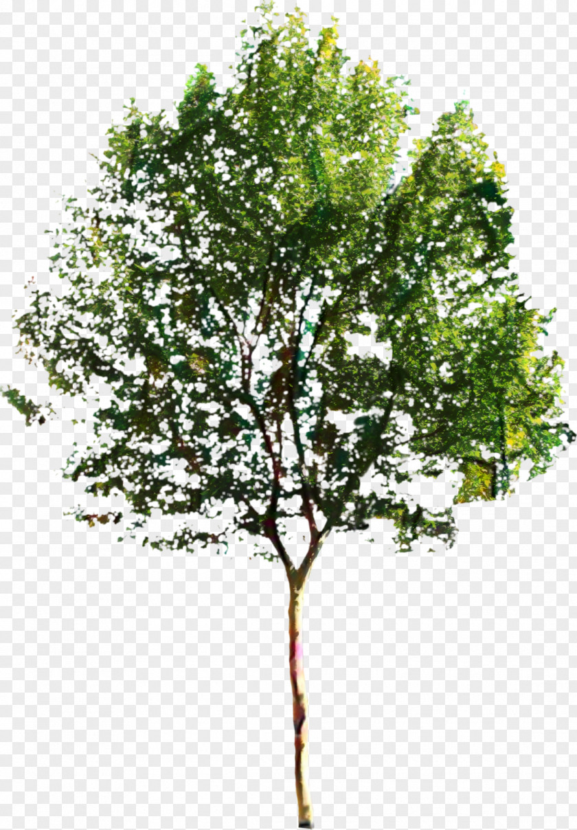 Clip Art Tree Image Vector Graphics PNG