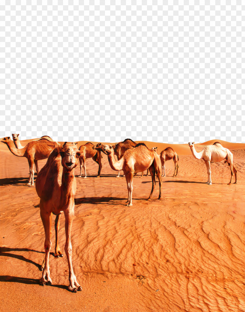 Dromedary Arabian Desert Sahara Erg PNG