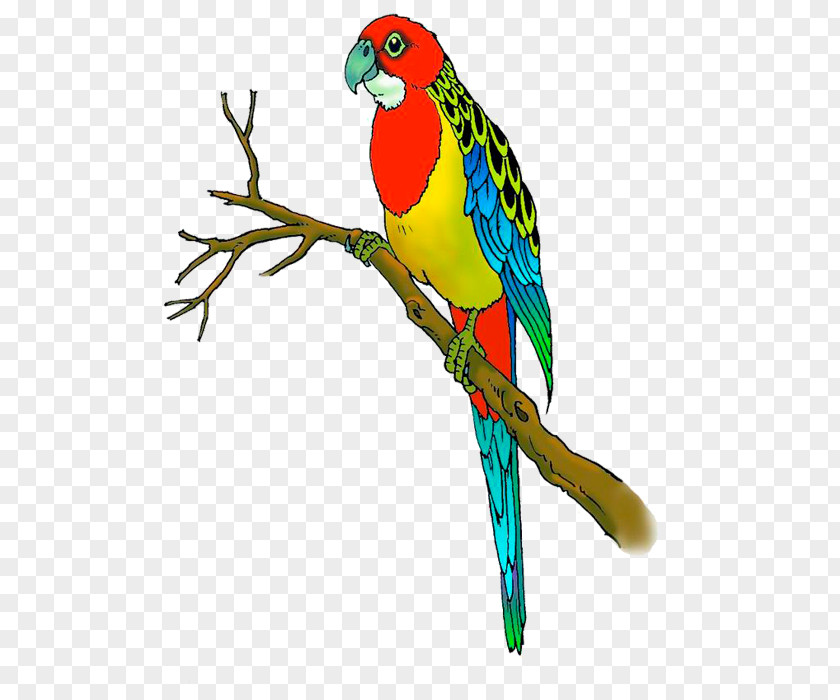 Hand Colored Parrot Budgerigar Lovebird Macaw PNG