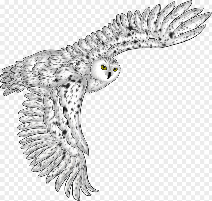 Owl Eagle Beak Line Art Fauna PNG