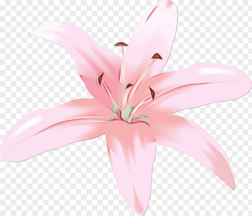 Pink Petal Lily Flower Plant PNG