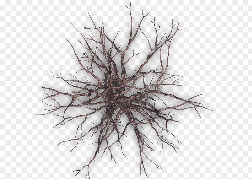 Tree Twig Branch PNG