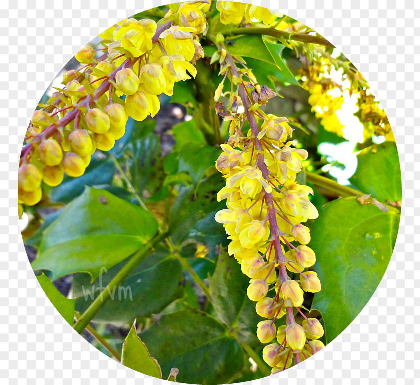 Alcorn's Flower Garden Centre Mahonia PNG