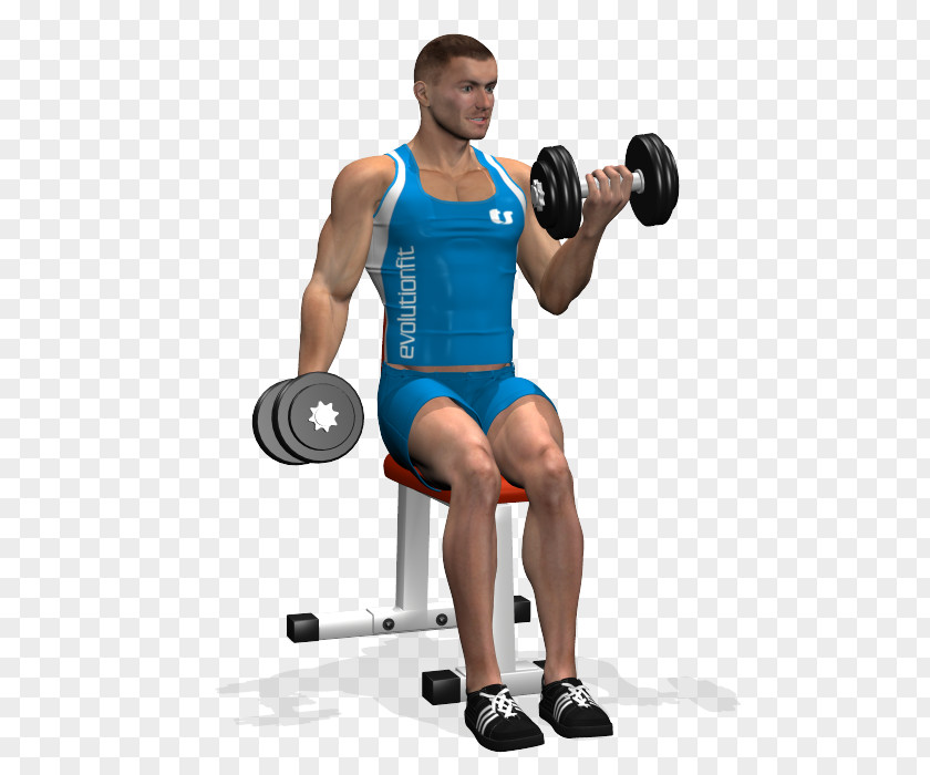 Bodybuilding Weight Training Biceps Curl Dumbbell PNG