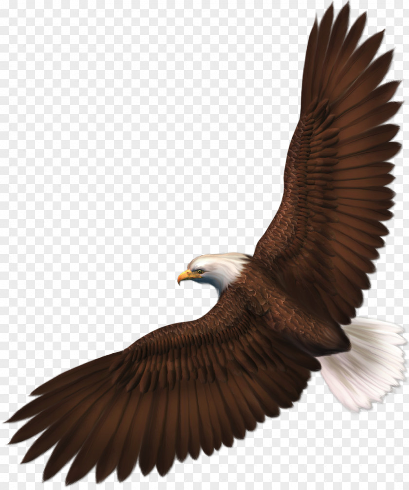 Eagle Cliparts Background Bald Bird Clip Art PNG