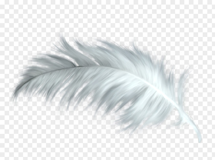 Feather Close-up PNG