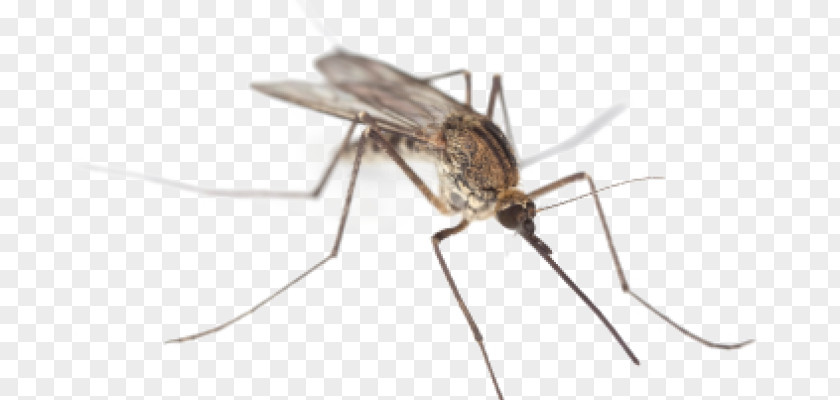 Mosquito Control Insect Zika Virus West Nile Fever PNG