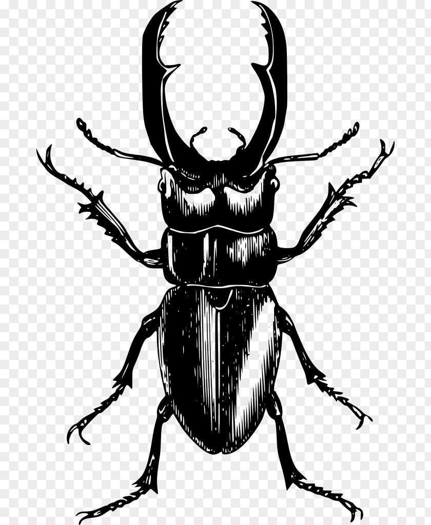 Rhinoceros Beetle Blister Beetles June Background PNG