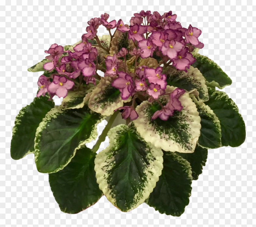 African Violets Violet Society Of America Hydrangea Annual Plant PNG